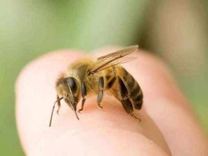 Bị ong vò vẽ đốt là điềm gì? Dự đoán cặp số đánh đẹp nhất trong ngày