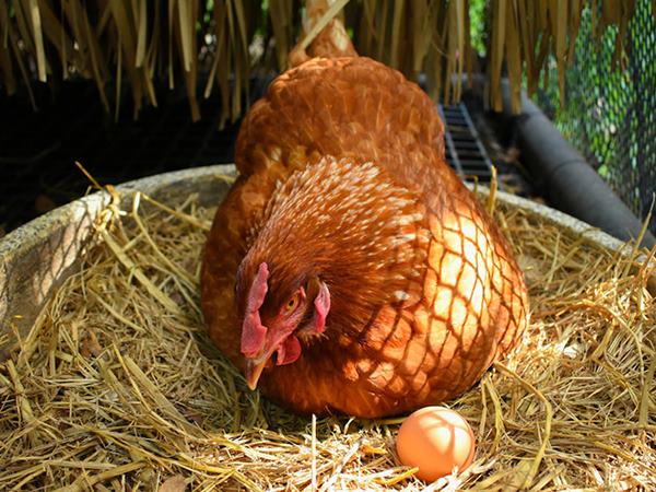 Mơ thấy gà đẻ trứng đánh liền tay con gì, dự báo điềm gì?