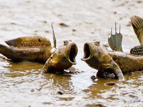 Nằm mơ thấy bắt cá lóc là điềm báo gì, số mấy may mắn?