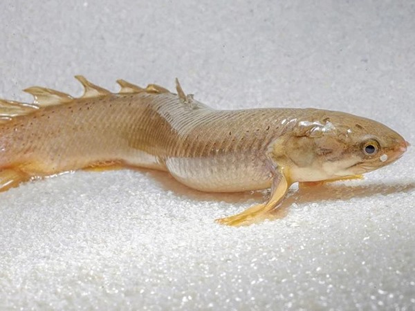 Nằm mơ thấy cá trên cạn là điềm gì, dữ hay lành?