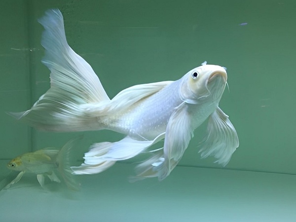 Giải mã bí ẩn nằm mơ thấy cá chép trắng là điềm gì?