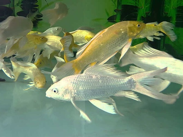 Giải mã bí ẩn nằm mơ thấy cá chép trắng là điềm gì?