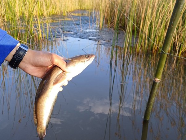 Nằm mơ thấy bắt cá lóc là điềm báo gì, số mấy may mắn?