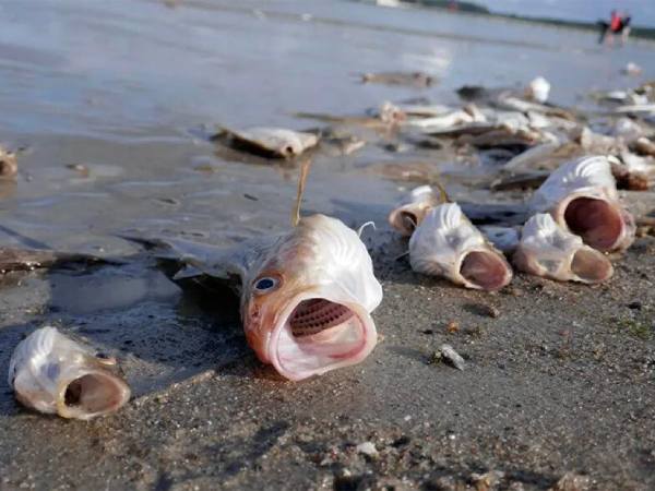 Mẹo hóa giải vận hạn khi nằm mộng thấy cá nhảy lên bờ