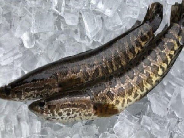 Ý nghĩa tâm linh của cá quả trong giấc mơ