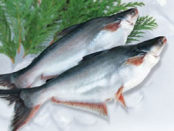 Giải mã chi tiết các giấc mơ thấy cá tra mang điềm báo tốt xấu