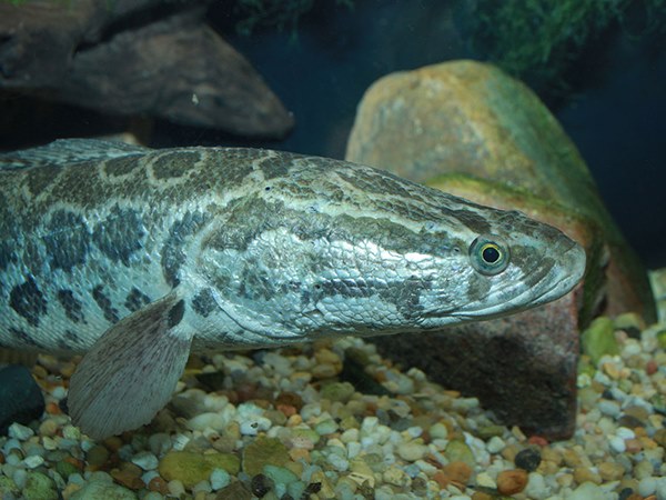 Nằm mơ thấy cá chuối là điềm gì, con gì trúng lớn?