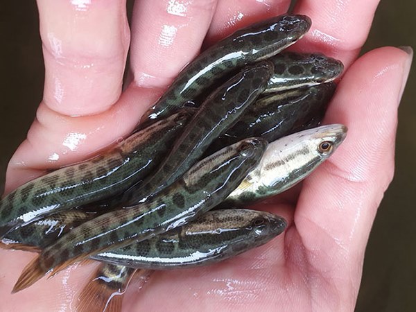 Nằm mơ thấy cá chuối là điềm gì, con gì trúng lớn?