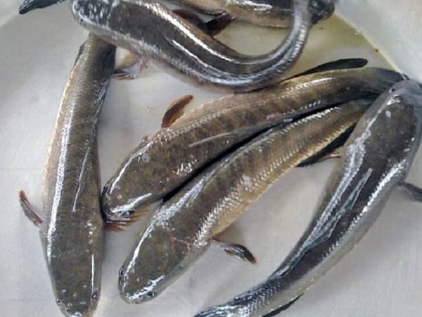 Luận giải nằm mơ thấy cá quả có ý nghĩa gì và số gì lộc